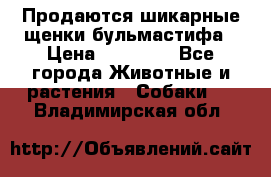 Продаются шикарные щенки бульмастифа › Цена ­ 45 000 - Все города Животные и растения » Собаки   . Владимирская обл.